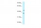 HLA-E antibody - C-terminal region