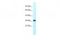 MRPS18B antibody - N-terminal region