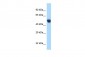 AVPR1A antibody - C-terminal region