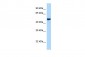 AVPR1A antibody - C-terminal region