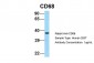 CD68 antibody - N-terminal region