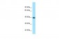 MC1R Antibody - C-terminal region