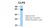 CLPX antibody - C-terminal region