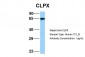 CLPX antibody - C-terminal region