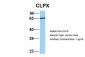 CLPX antibody - C-terminal region