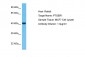 PTGER1 Antibody - C-terminal region