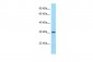 FCGR2B antibody - C-terminal region