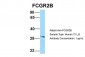 FCGR2B antibody - C-terminal region