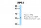 RPS2 antibody - N-terminal region