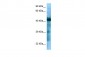 GHSR antibody - C-terminal region