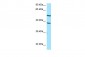 CYP4F2 antibody - C-terminal region