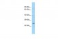 FGF19 antibody - C-terminal region