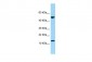 GYPA antibody - N-terminal region