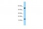 GYPA antibody - N-terminal region