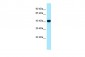 CKB antibody - C-terminal region