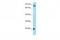 FGF18 Antibody - C-terminal region