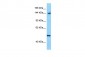 DIAPH1 antibody - C-terminal region