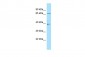 LILRB2 antibody - C-terminal region