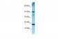 ARTN antibody - middle region