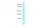 RPS5 antibody - C-terminal region