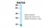 RAP2A antibody - N-terminal region
