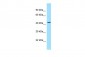 P2RY11 antibody - C-terminal region