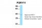 P2RY11 antibody - C-terminal region