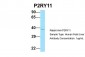 P2RY11 antibody - C-terminal region