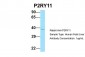 P2RY11 antibody - C-terminal region