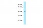 SUMF1 antibody - C-terminal region