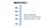 MARCKSL1 antibody - C-terminal region