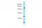 ITGA2 Antibody - C-terminal region