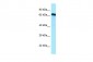 CDC14A antibody - C-terminal region