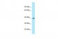 GPR68 Antibody - middle region