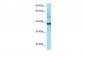 NAPSA antibody - middle region