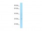 ELOVL6 antibody - C-terminal region