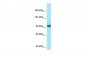 USO1 antibody - C-terminal region