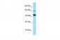 USO1 Antibody - N-terminal region