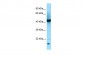 RGP1 antibody - C-terminal region