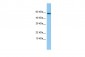 FKBP10 antibody - C-terminal region