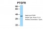 PTGFR Antibody - C-terminal region