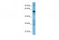 APLF Antibody - C-terminal region