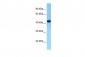 FAM175A antibody - C-terminal region