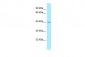 PHAX Antibody - C-terminal region