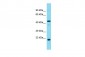 PHAX Antibody - middle region