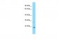 CXXC4 Antibody - C-terminal region