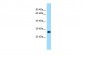 MOB1A Antibody - C-terminal region