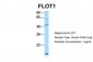 FLOT1 Antibody - C-terminal region