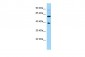 GPR78 Antibody - C-terminal region
