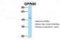 GPR85 Antibody - N-terminal region